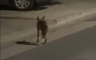 Lisice u Boriku postale svakodnevica (VIDEO)