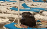 Ponijeli ručak na plažu, kad su izašli iz vode sačekala ih "noćna mora" (VIDEO)