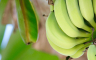 Panama proglasila vanredno stanje zbog banana
